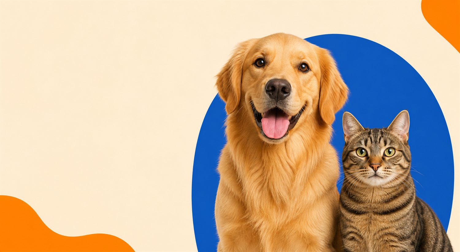 Cachorro golden retriever e gato lado a lado
